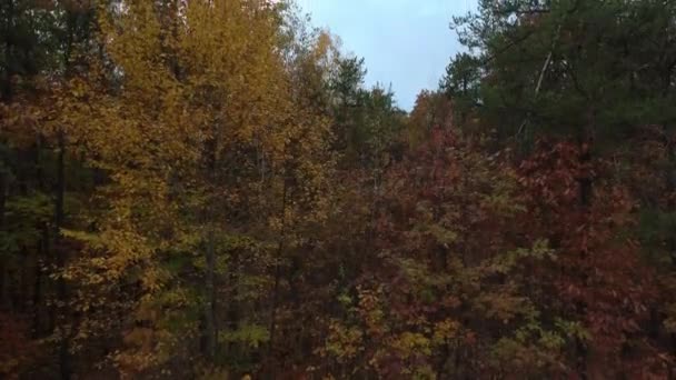 Forêt à l'aube vu par levage de drones et créatine étrange buisson effet film d'horreur 