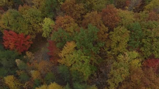 Drone Volando Mientras Orienta Cámara Hacia Abajo Para Mostrar Arbustos — Vídeo de stock