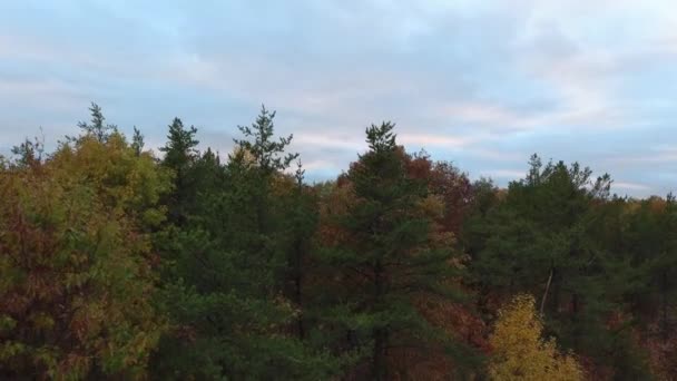 Медленная Съемка Сделанная Дроном Осенью Цветными Деревьями Конце Дня — стоковое видео