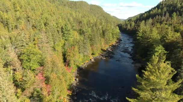 Aerial Beauty Nature Scene Tall Green Trees Each Side Flowing — Stock Video