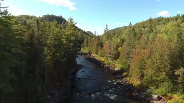 Drohnenflug Innerhalb Von Kiefern Mit Einem Fluss Der Zwischen Ihnen — Stockvideo