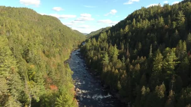 Séquence de déplacement aérien lente au-dessus de la rivière nature dans la vallée de la forêt de pins 