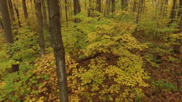 Herfstblad Gezien Door Drone Die Zijwaarts Vliegt Met Groen Geel — Stockvideo