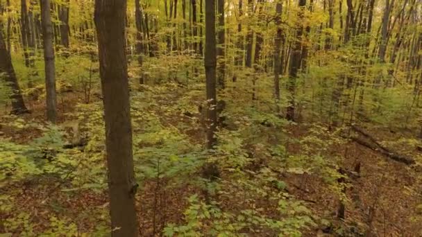 Tainted Foliage Seen Slowly Moving Drone Canadian Woodlands — Stock video