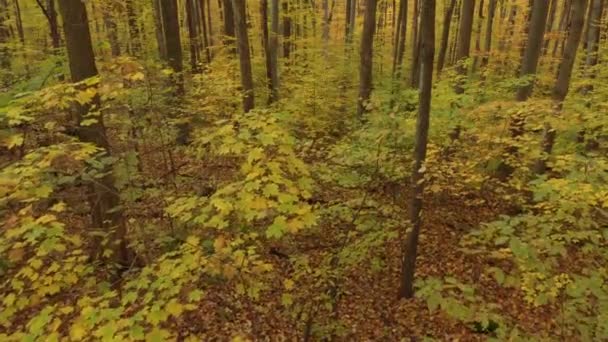 Colpo Aereo Passando Attraverso Foresta Decidua Colorata Dalla Natura Autunno — Video Stock