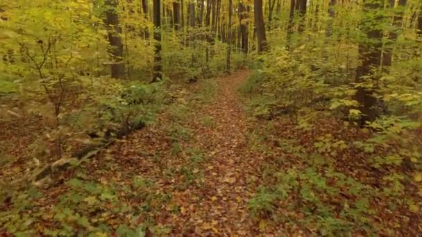 カナダの美しく有名な秋の旅行シーズンのレジャー旅行スポット — ストック動画