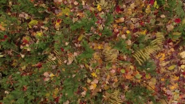 Mouvement de l'air effectué par drone secouant feuillage sur le sol forestier dans la jolie saison d'automne 