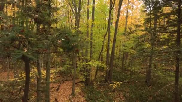 北米の混交林の松の間に上昇するドローン空中ショット — ストック動画