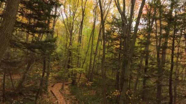 Wewnątrz Widok Las Jesienią Martwymi Liśćmi Spadającymi Szlak Oglądany Przez — Wideo stockowe