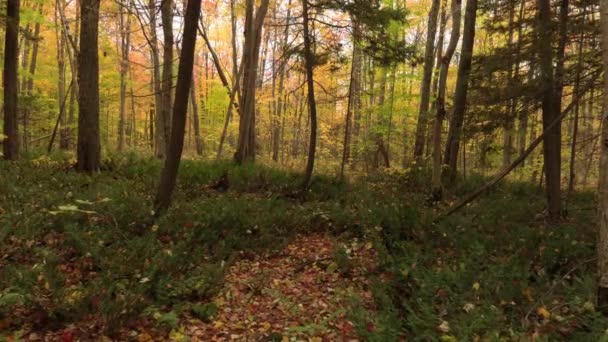 Drone Lentamente Avançando Sobre Ocupado Chão Floresta Com Folhagem Outono — Vídeo de Stock