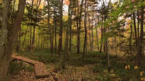 秋の美しい緑豊かな森の中をゆっくりと飛んでいく無人機に見られる — ストック動画