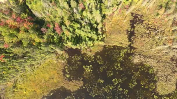 Recht Boven Uitzicht Masrhland Aan Kant Van Dennenbos Vroege Herfst — Stockvideo