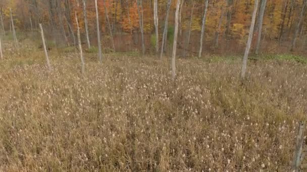 Natte Moerassen Gefilmd Door Drone Weg Naar Bos Herfst — Stockvideo