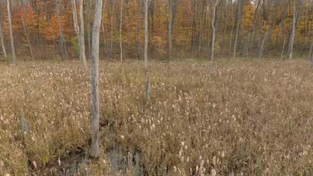 Grassland Ősszel Nézett Sikló Drón Közvetlenül Füves Nedves Föld Felett — Stock videók