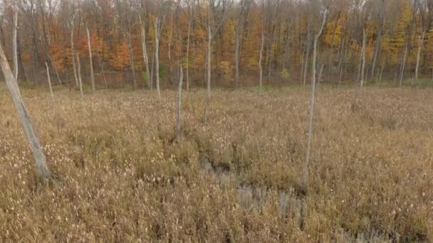 Glisser au-dessus de l'herbe haute d'un marais canadien à l'automne 