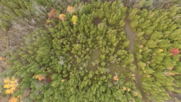 Sendero Visto Desde Arriba Cruzando Bosque Mixto Pinos Canadá — Vídeo de stock