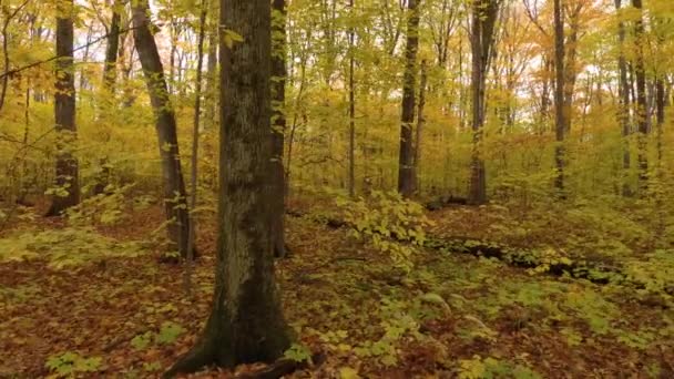 Breiter Natürlicher Gesunder Laubwald Mit Zahlreichen Wachsenden Laubbäumen — Stockvideo