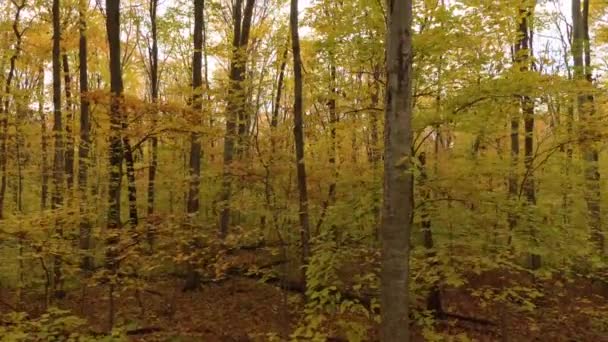 Herbst Einem Baum Entlang Einem Wald Mit Dickem Bedecktem Boden — Stockvideo