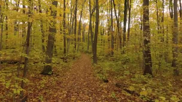 Camminare Sorvolare Sentiero Forestale Autunnale Visto Dal Punto Vista Aereo — Video Stock