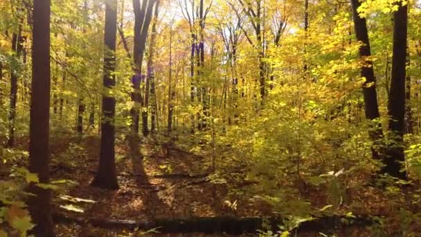Fiaba Maestosa Come Colpo Aereo Nella Lussureggiante Foresta Autunnale Soleggiata — Video Stock