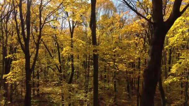 オンタリオ州の色の変化の季節の間に黄色と黒の森林風景 — ストック動画