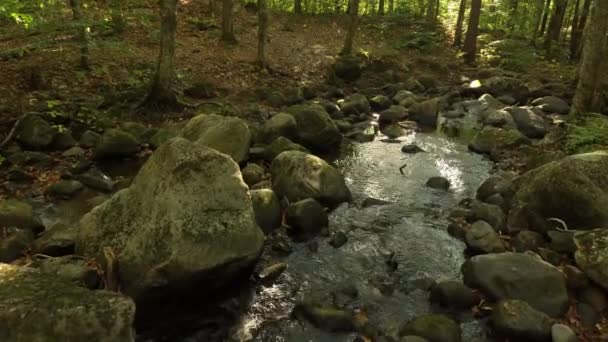 Ostre Ujęcie Powietrza Kaskadowej Rzeki Wymarzonym Naturalnym Zalesionym Obszarze — Wideo stockowe