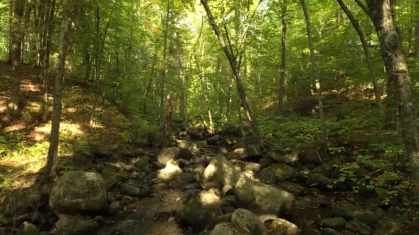 Framåt Rörelse Drönare Skott Floden Skogen Med Gröna Träd Och — Stockvideo