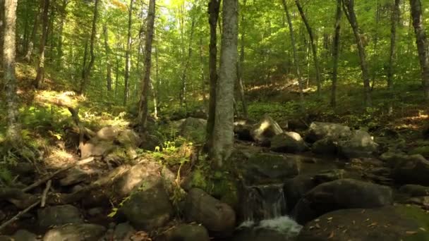 Пышный Лес Маленькой Речкой Бегущей Течению Просматривается Дроном Движущимся Вверх — стоковое видео