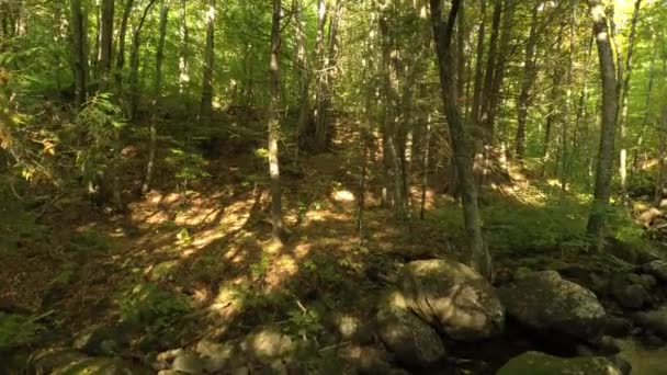 Drone s'élevant dans des forêts fortement boisées au Canada pendant l'été 