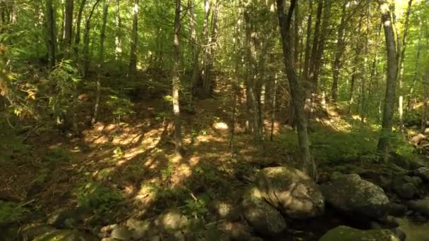 Drönare Stiger Kraftigt Skogbevuxen Skog Kanada Sommaren — Stockvideo