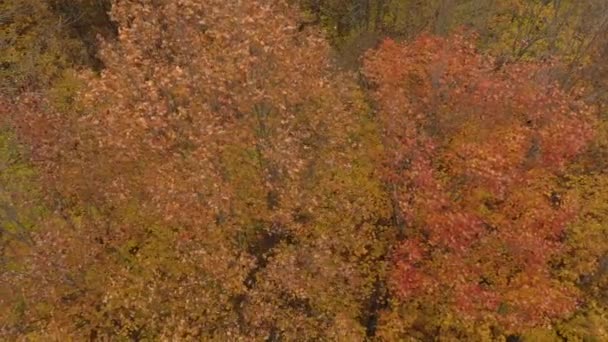 Wind Bläst Sanft Abgestorbenes Laub Das Herbst Fallen Kann — Stockvideo