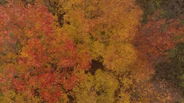 Jasně Oranžové Listy Při Anuální Změně Barev Přírodě Zvané Podzim — Stock video