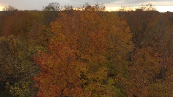 Vista Aerea Alberi Caduta Con Drone Fotocamera Orientata Verso Terra — Video Stock