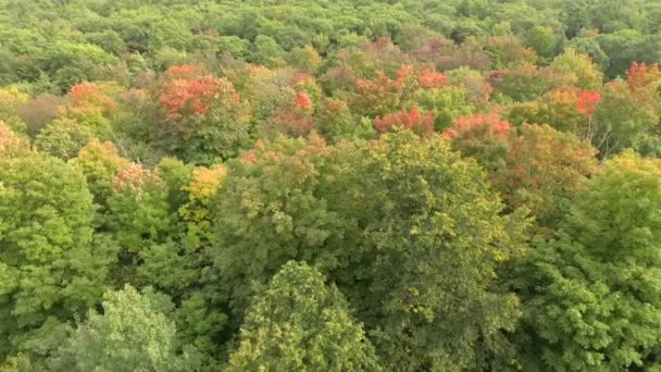 Drone Gliding Forest Rising Diagonally Early Autumn Season — Stock Video