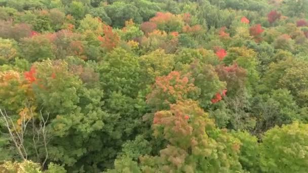 Vue Aérienne Forêt Venteuse Début Phénomène Saison Automnale — Video