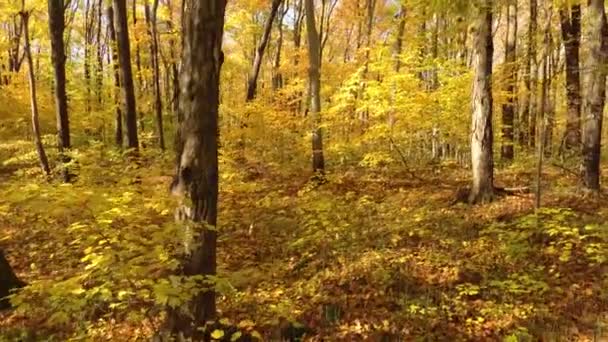 Восени Дрон Рухається Вгору Між Деревами Канади — стокове відео