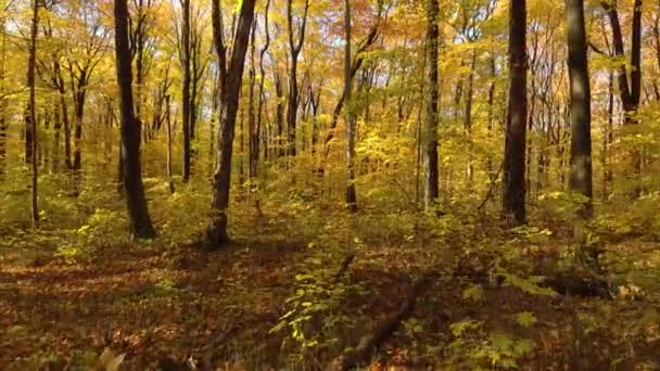 Αρκετά Δάσος Χρωματισμένο Φθινοπωρινές Αποχρώσεις Που Προβάλλονται Από Drone Ανεβαίνει — Αρχείο Βίντεο