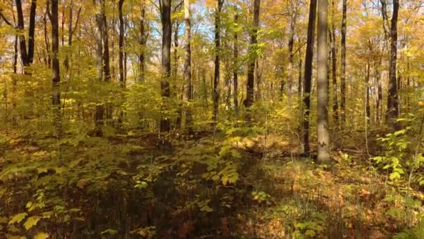 Sequência Movimento Muito Lenta Drone Voando Uma Floresta Belo Outono — Vídeo de Stock