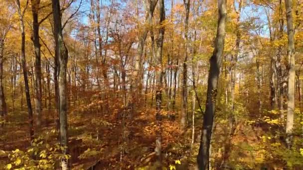 Drone volant dans la forêt colorée par la saison d'automne avant de percer à travers la canopée 