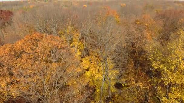 Ohromující Drone Záběr Spouštění Uvnitř Podzimního Lesa Při Ohýbání Fotoaparátu — Stock video