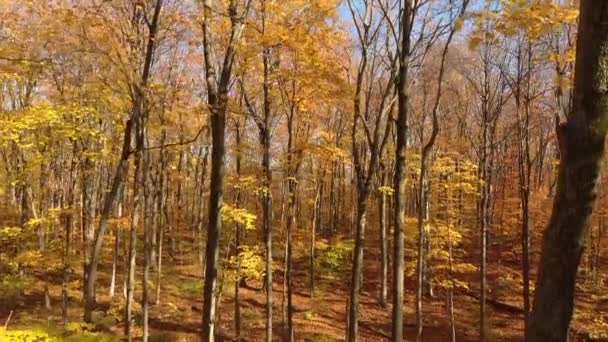 Majestueuze Herfst Decor Gefilmd Door Drone Bossen Van Noord Amerika — Stockvideo