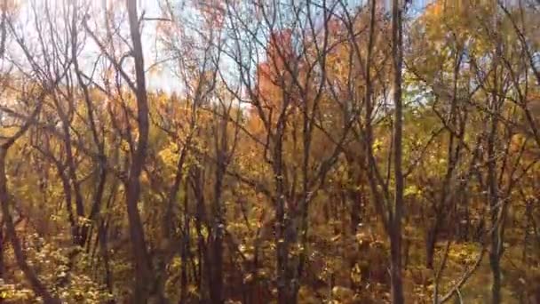 秋天升起来的无人机部分地将树木夷为平地 穿透树冠 — 图库视频影像
