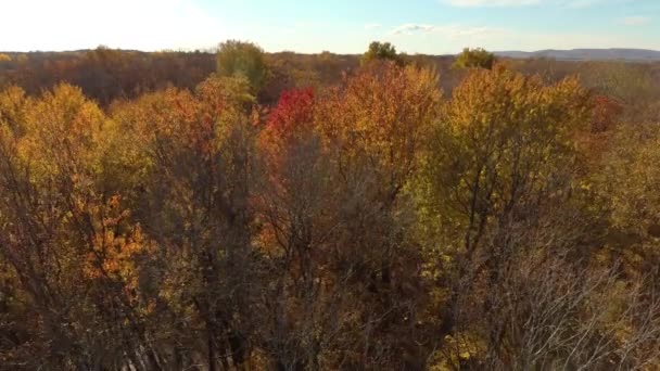 Drohne Dringt Herbst Wald Ein Indem Sie Über Baumkronen Bettelt — Stockvideo