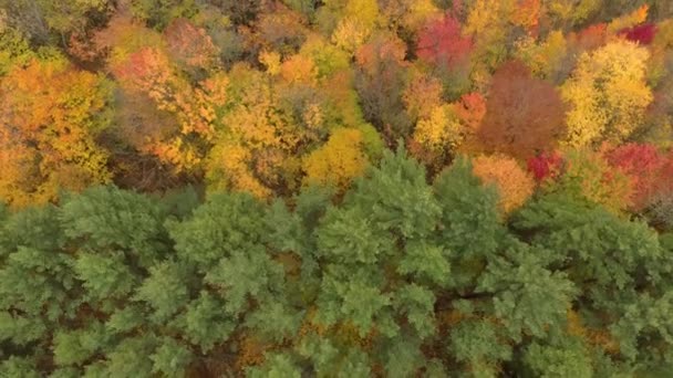 Secuencia Video Descendente Aérea Sobre Bosque Otoño Cerca Del Campo — Vídeos de Stock