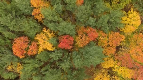 Bomen Herfst Bewegen Met Wind Gezien Door Drone Vliegende Overhead — Stockvideo