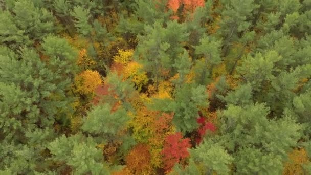 Drone Girando Torno Pequenas Árvores Girando Amarelo Meio Floresta Pinheiros — Vídeo de Stock