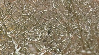 Great grey shrike with dead prey hoping off during snow fall in wintery bush
