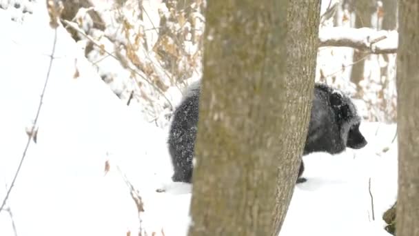 Raposa Prata Caminhando Terreno Nevado Floresta Durante Queda Neve — Vídeo de Stock