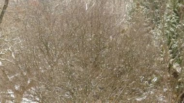 Northern shrike with dead junco bird prey in thick bush during snowfall