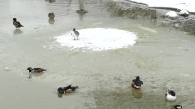 Ducks getting a free ride on naturally moving large piece of ice in water in winter